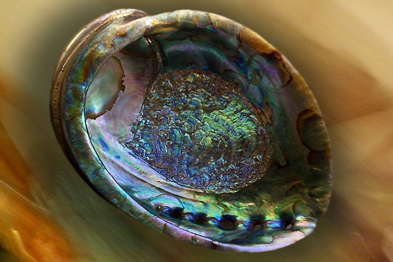 Абалон гелиотис. Южноафриканский абалон. Абалон моллюск. Моллюск Морское ушко (абалон).. Загадочная раковина